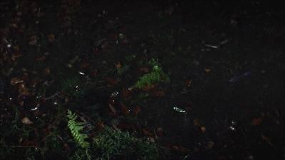 当黑夜降临,探寻都市的神秘与宁静